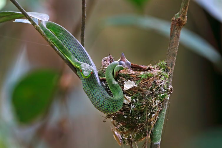 Green snake slithering out of a nest after eating a bird