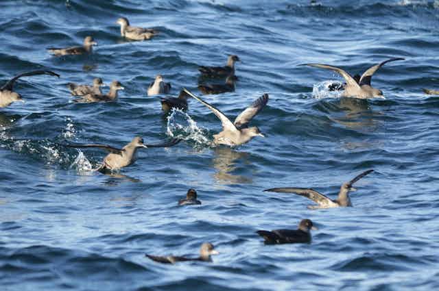 Shearwaters on the surface of the ocean
