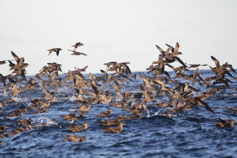 A large flock of short-tailed shearwaters at sea