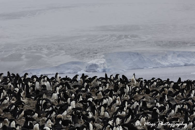 A photo showing a crowd of Adelie penguins at Paulet Island, Antarctica