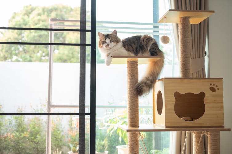 A cat sits on a cat shelf inside a room