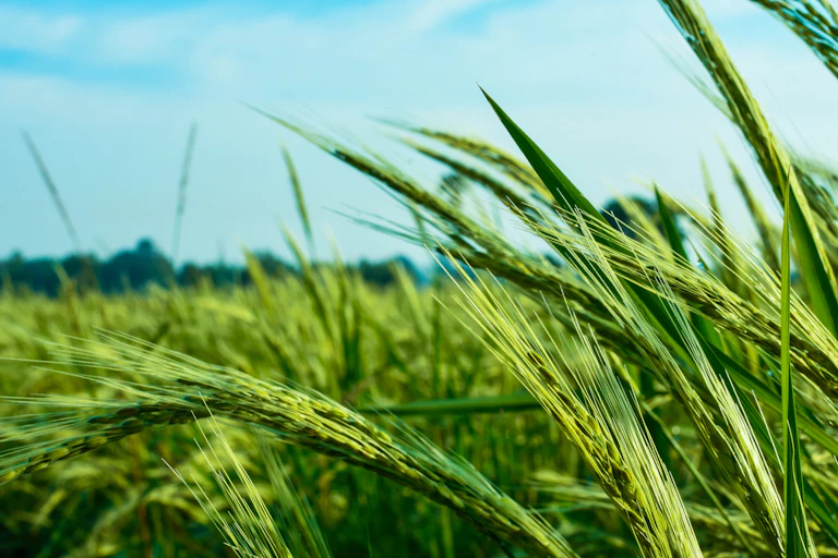 native rice
