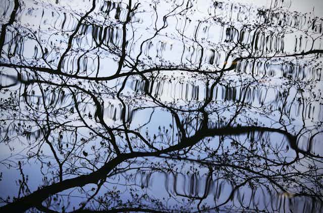 A photo showing a reflection of tree branches in rippling water