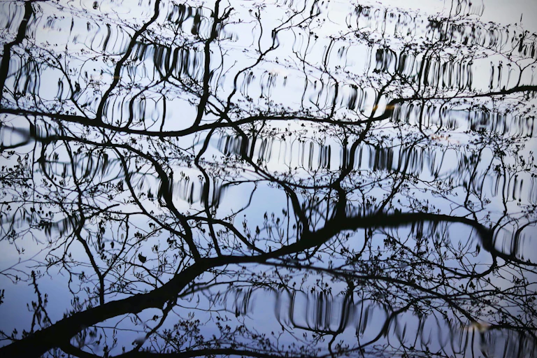 A photo showing a reflection of tree branches in rippling water