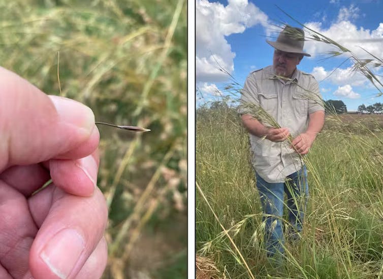 Man holding kangaroo grass