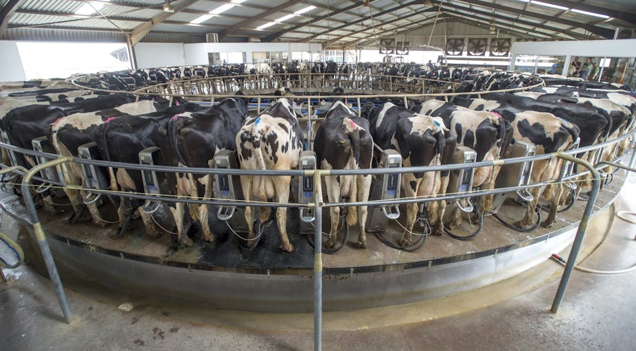 Cows being milked at an indoor rotary facility.