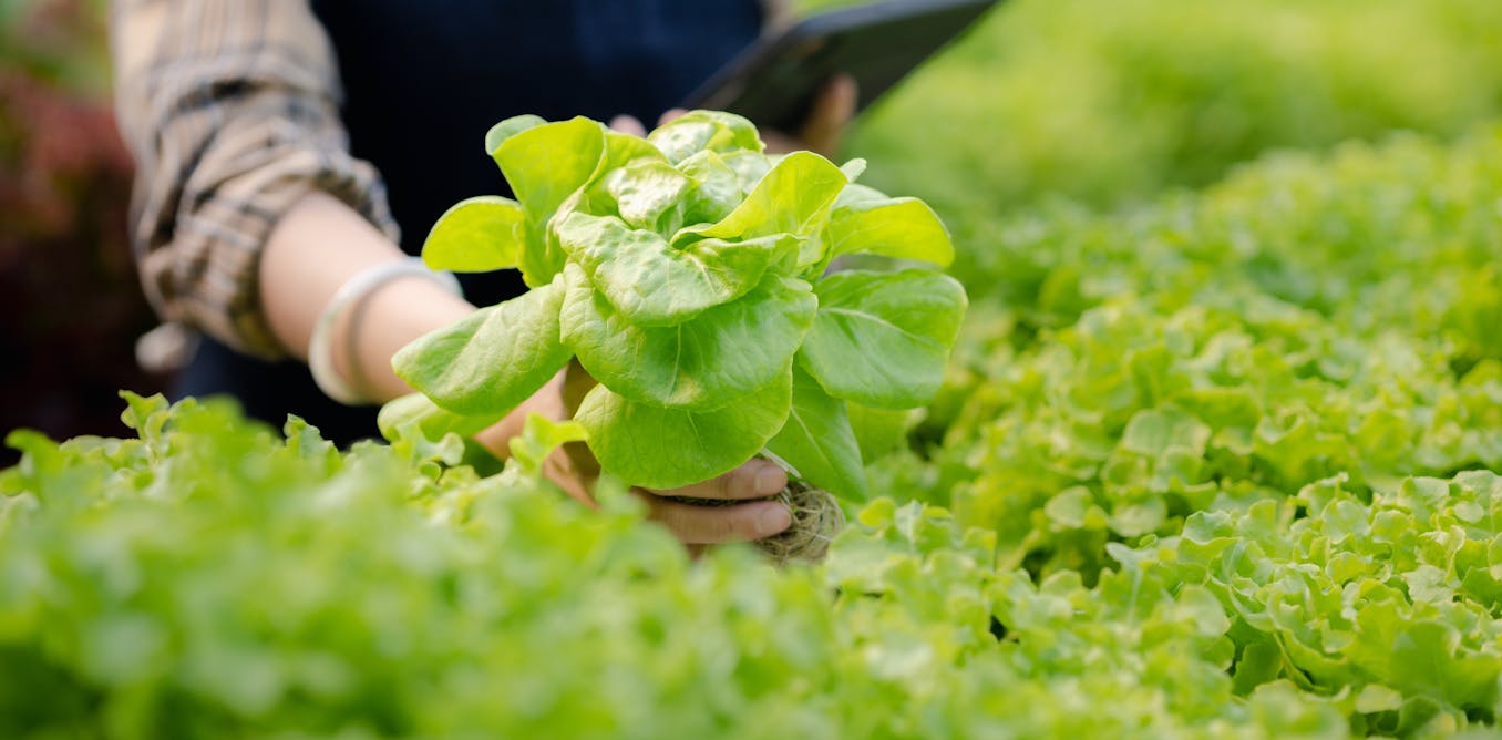 Eight super-healthy leafy greens – and why you should eat them