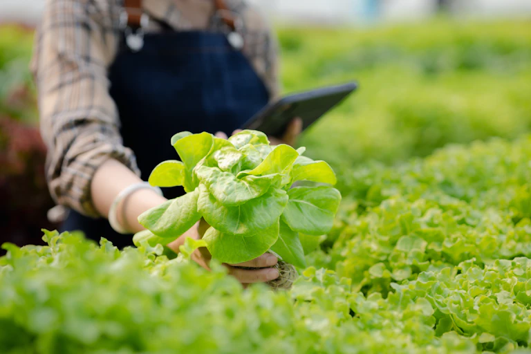 Person picking lettuce on a farm