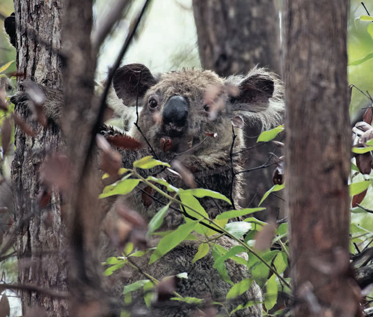 burned koala in tree