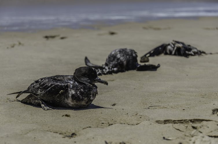 A short-tailed shearwater sits on a beach with two dead ones behind it