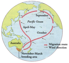 Map of short-tailed shearwater migration route from Alaska to southern Australia.