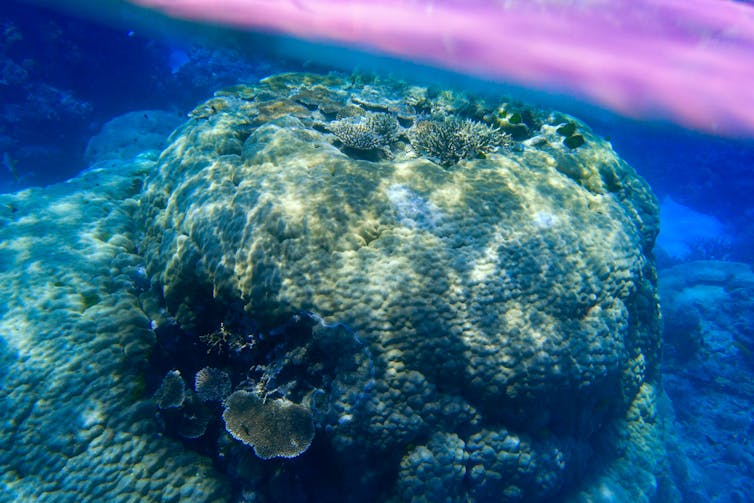 Underwater view of a bumpy outcrop of coral higher than the surrounding platform of reef