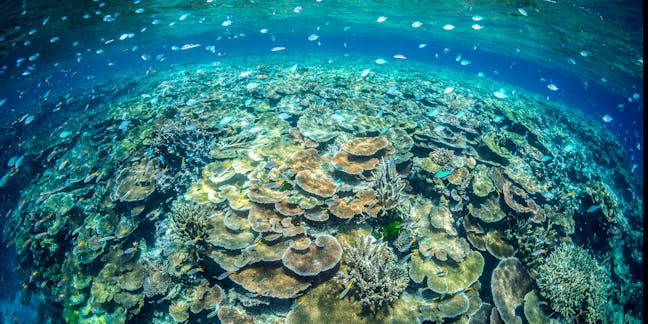 Great Barrier Reef Foundation – News, Research and Analysis – The  Conversation – page 1