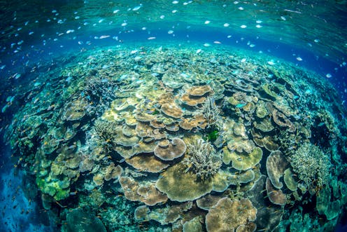 Concern for the Great Barrier Reef can inspire climate action