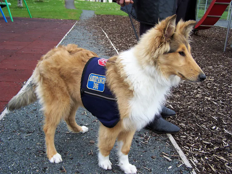 Photo d’un chien d’assistance
