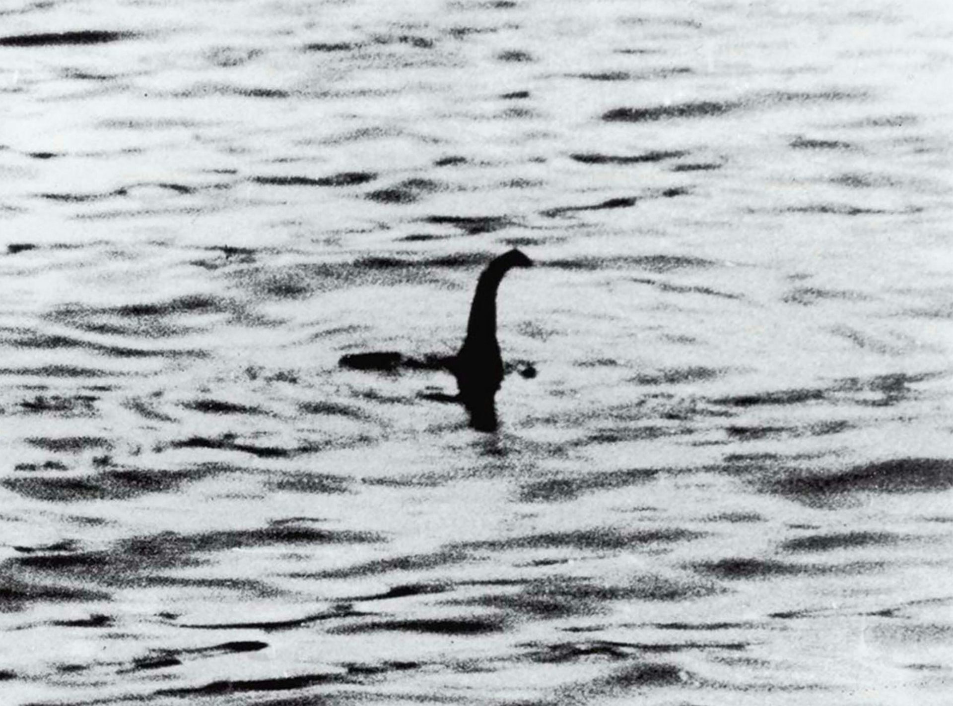 Black and white photo of silhouetted long-necked creature emerging from water