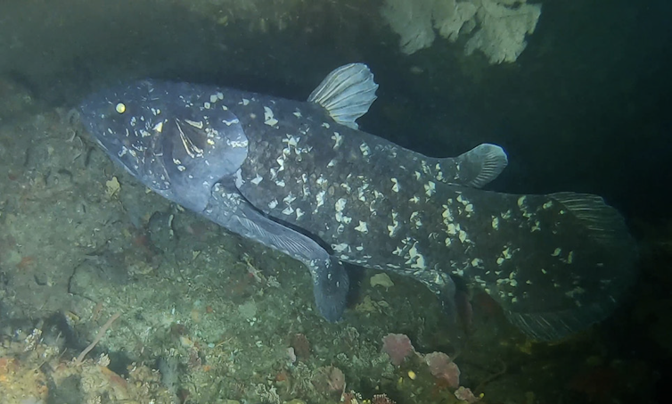 A live coelacanth.