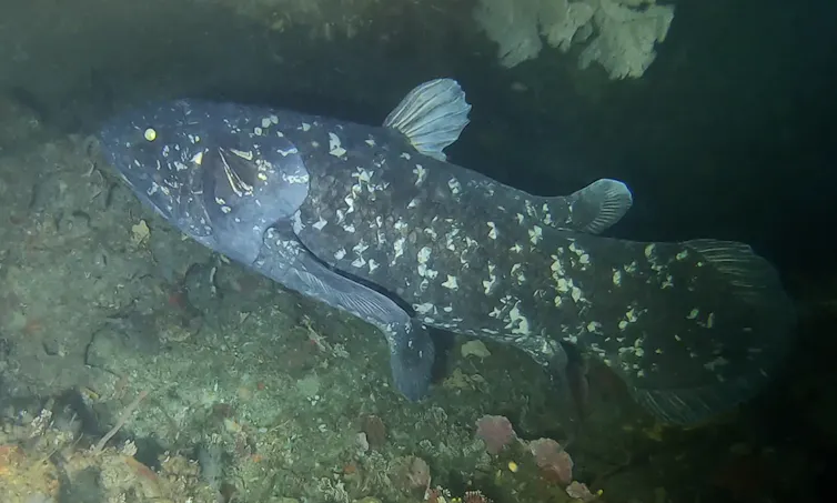 A live coelacanth.