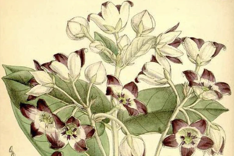Desenho botânico de uma Calotropis procera