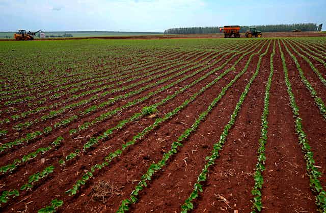 Huge field with soya plantations being treated by tractors