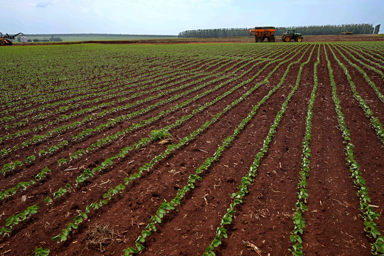 Huge field with soya plantations being treated by tractors