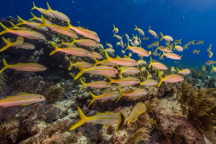 Reef fish in Biscayne Bay.