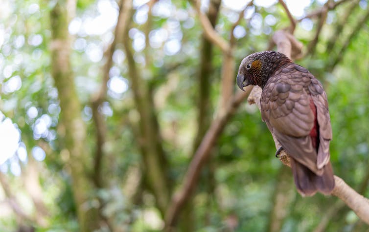 New Zealand's endemic forest parrot kaka.
