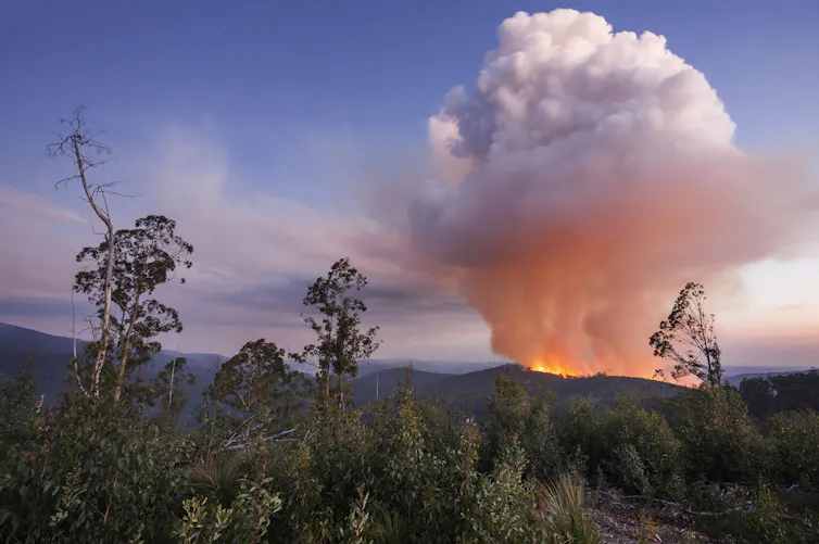 A photo showing a wildfire burning forest in the distance, with flames and smoke rising into the sky, and unburnt forest in the foreground.