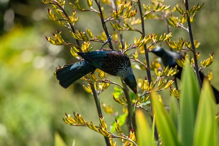 A tūī in the Mangaonua gully in Hamilton.