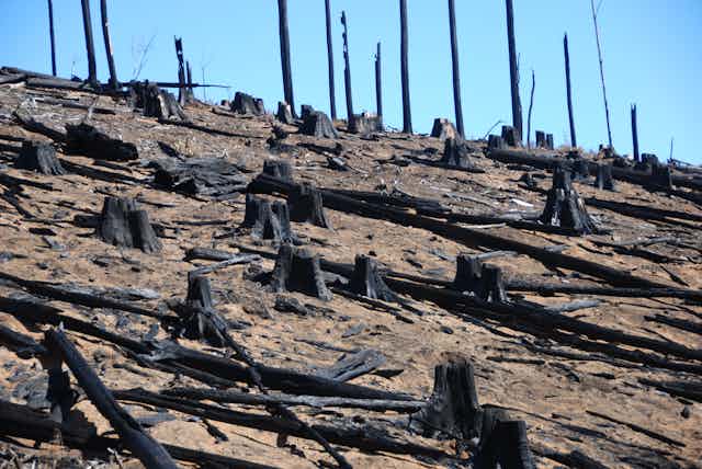 A burnt forest showing charred stumps on a hillside against a blue sky