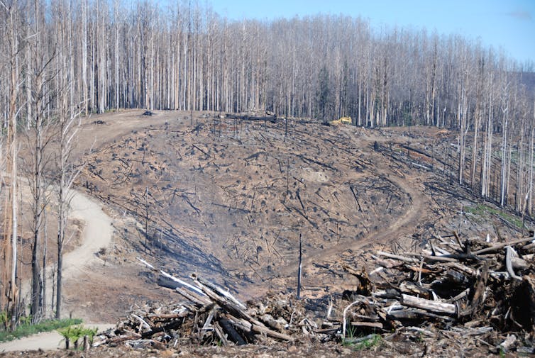 Photo of a timber production forest that has been burnt