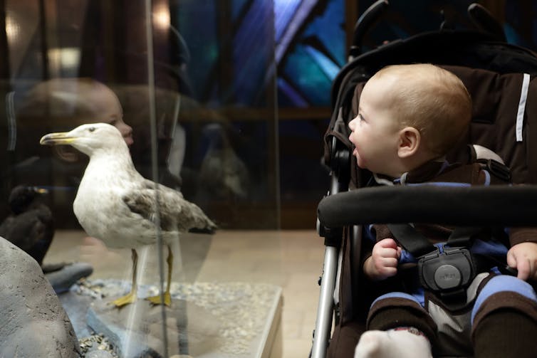 A baby looks at a stuffed seagull.