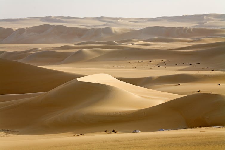 A landscape photograph of sand dunes that appear almost golden in colour, stretching far into the distance.
