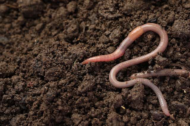 Earthworms are our friends – but they will make the climate crisis worse if  we're not careful