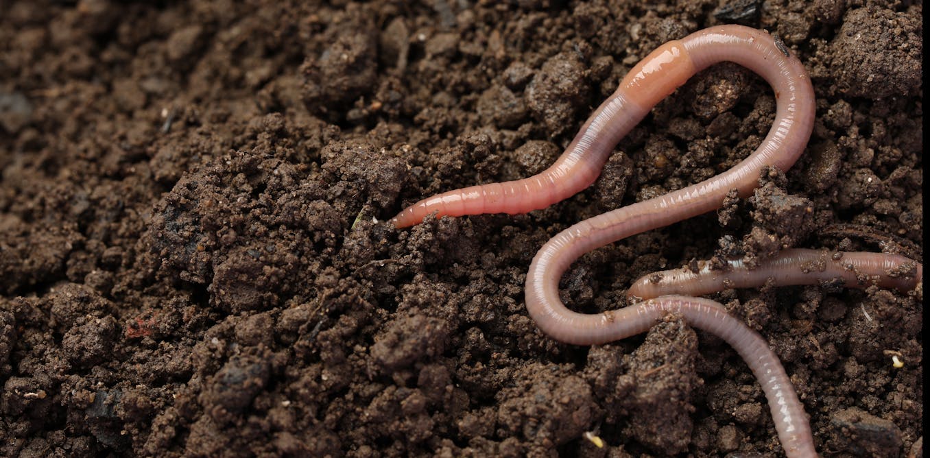 Earthworms are our friends but they will make the climate crisis Earthworms are our friends but they will make the climate crisis