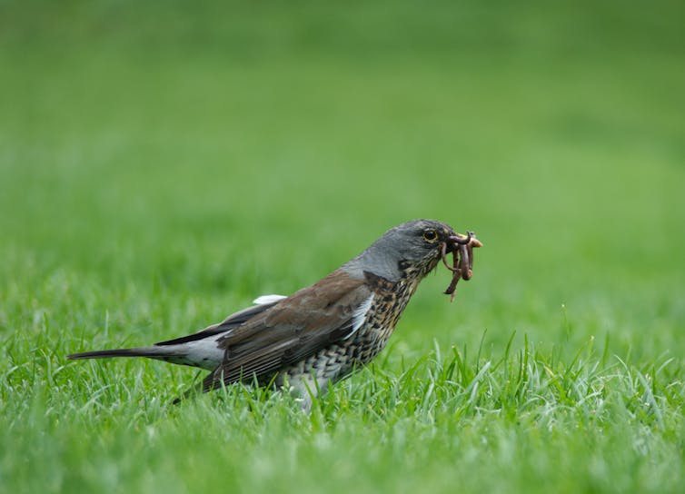 A bird with earthworms in its beak.