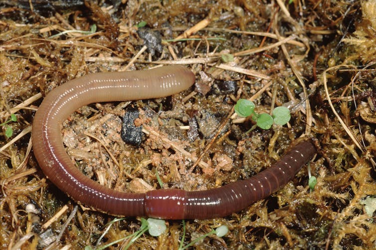A worm in soil.