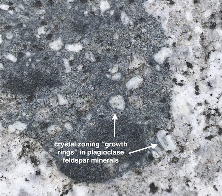 White rectangular feldspar crystals with faintly visible growth rings are prominent against grey granodiorite rock.