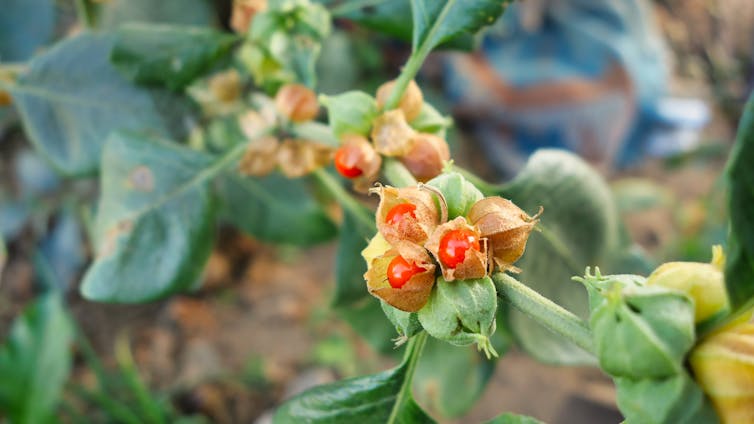 Withania somnifera plant, commonly known as ashwagandha (winter cherry).