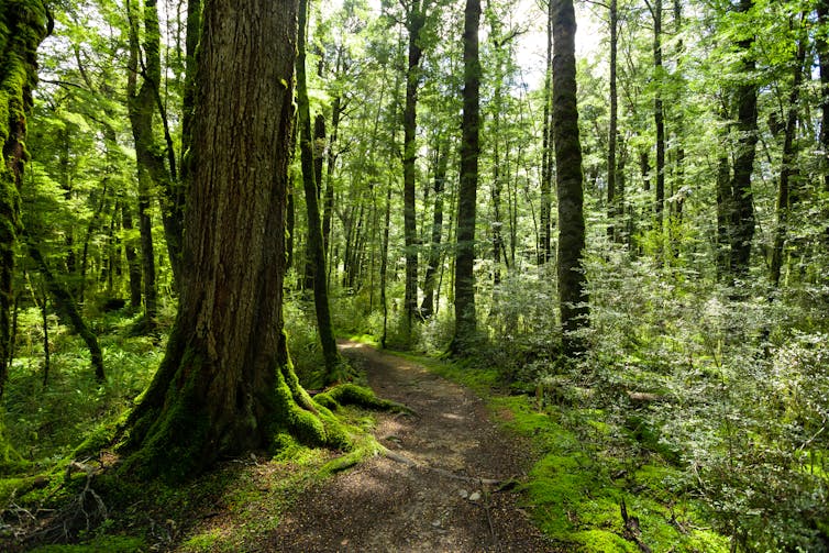 New Zealand native forest