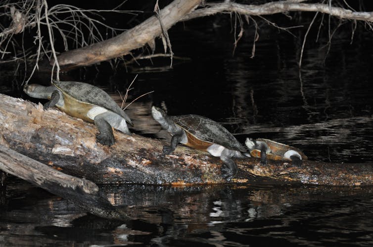 A photo showing Krefft's river turtles basking at night, hauled out on a log