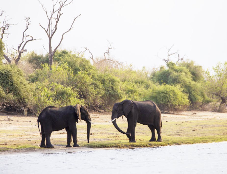 A photograph of two elephants next to a body of water, facing each other