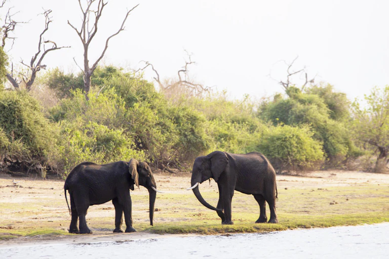 A photograph of two elephants next to a body of water, facing each other