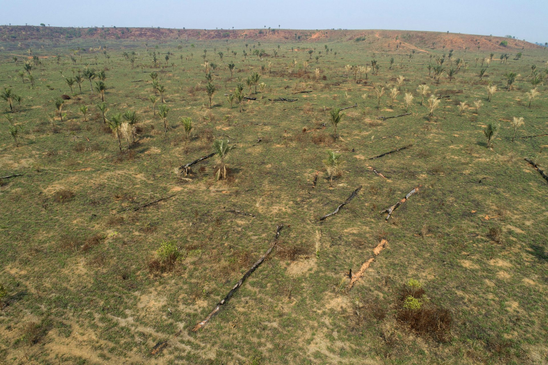 An empty field with scattered standing and felled trees.