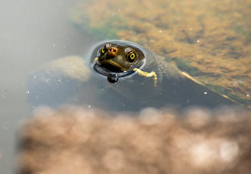 new research reveals the secret lives of Australian freshwater turtles