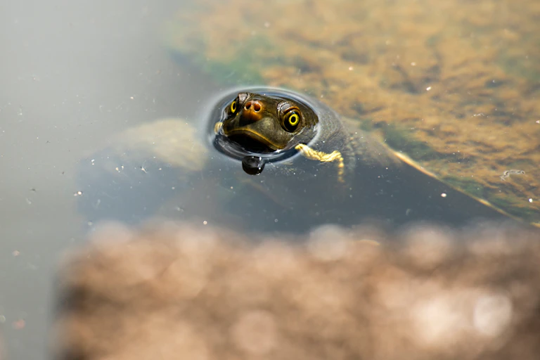Closeup photo of an Australian freshwater turtle lifting its face out of the water during the day time