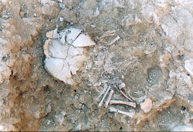 A photo of the remains of a small human skeleton.