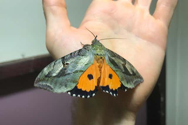 A photo of a large moth with grey and orange marking perched on a person's hand.
