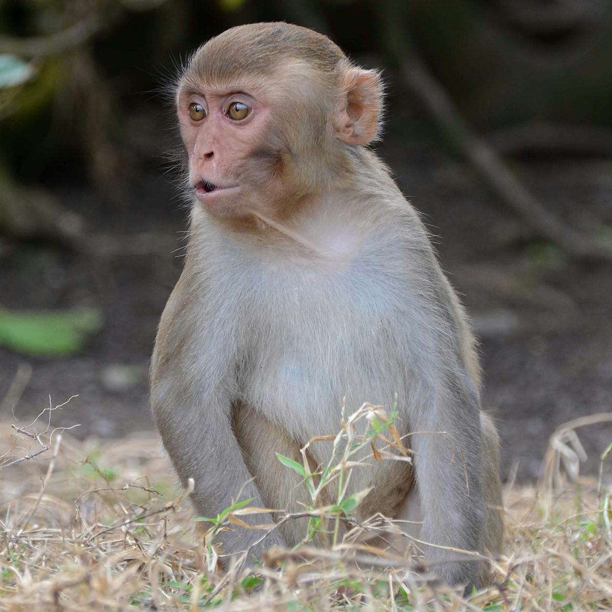 When It Comes To Recognising Family You Can T Make A Monkey Out Of A Macaque When It Comes To Recognising Family You Can T Make A Monkey Out Of A Macaque
