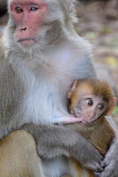 When it comes to recognising family, you can't make a monkey out of a  macaque